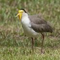 Vanellus miles (Masked Lapwing).jpg